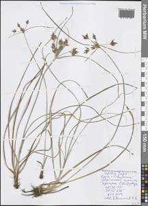 Cyperus longus L., Crimea (KRYM) (Russia)