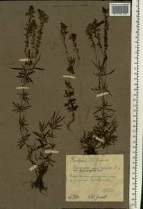 Veronica austriaca subsp. dentata (F. W. Schmidt) Watzl, Eastern Europe, Middle Volga region (E8) (Russia)