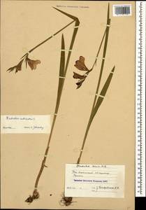 Gladiolus tenuis M.Bieb., Caucasus, South Ossetia (K4b) (South Ossetia)