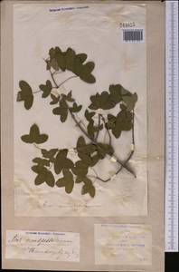 Acer monspessulanum L., Middle Asia, Syr-Darian deserts & Kyzylkum (M7) (Uzbekistan)
