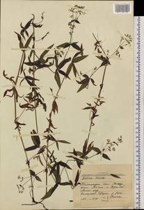 Galium boreale L., Siberia, Chukotka & Kamchatka (S7) (Russia)