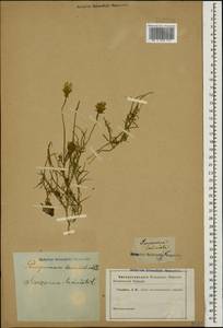 Scorzonera laciniata L., Caucasus (no precise locality) (K0)