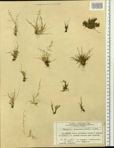 Phippsia concinna (Th.Fr.) Lindeb., Siberia, Central Siberia (S3) (Russia)