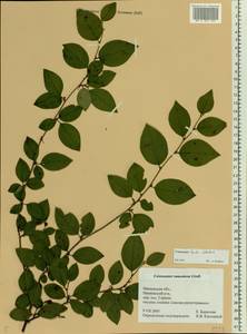 Cotoneaster acutifolius Turcz., Eastern Europe, Central forest region (E5) (Russia)