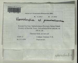 Warnstorfia pseudostraminea (Müll. Hal.) Tuom. & T.J. Kop., Bryophytes, Bryophytes - Russian Far East (excl. Chukotka & Kamchatka) (B20) (Russia)