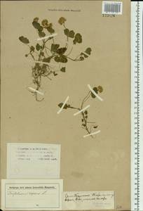 Trifolium repens L., Siberia, Western Siberia (S1) (Russia)