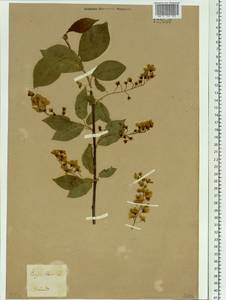 Prunus padus L., Siberia (no precise locality) (S0) (Russia)