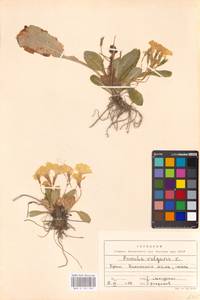 Primula vulgaris Huds., Crimea (KRYM) (Russia)