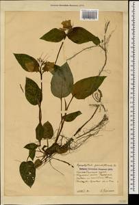 Symphytum grandiflorum DC., Caucasus, Krasnodar Krai & Adygea (K1a) (Russia)