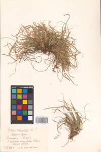 Carex umbrosa × sabynensis, Eastern Europe, Eastern region (E10) (Russia)