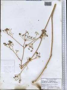 Galagania ferganensis (Korovin) M. G. Vassiljeva & Pimenov, Middle Asia, Pamir & Pamiro-Alai (M2) (Tajikistan)