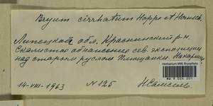 Ptychostomum lonchocaulon (Müll. Hal.) J.R. Spence, Bryophytes, Bryophytes - Central forest-and-steppe region (B10) (Russia)