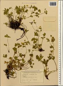 Potentilla thuringiaca Bernh. ex Link, Caucasus, Abkhazia (K4a) (Abkhazia)