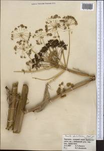 Ferula foetidissima Regel & Schmalh., Middle Asia, Pamir & Pamiro-Alai (M2) (Kyrgyzstan)