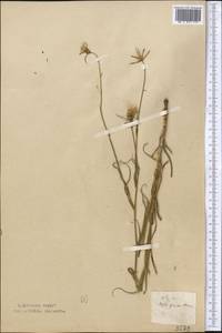 Tragopogon brevirostris DC., Middle Asia, Northern & Central Kazakhstan (M10) (Kazakhstan)
