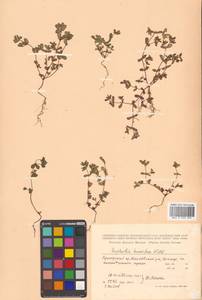Euphorbia humifusa Willd., Siberia, Russian Far East (S6) (Russia)