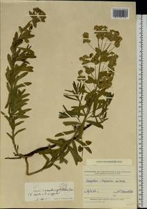 Euphorbia virgata Waldst. & Kit., Eastern Europe, Middle Volga region (E8) (Russia)