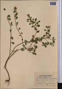 Spiraea baldshuanica B. Fedtsch., Middle Asia, Pamir & Pamiro-Alai (M2) (Tajikistan)