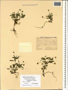 Viola arvensis Murray, Caucasus, North Ossetia, Ingushetia & Chechnya (K1c) (Russia)