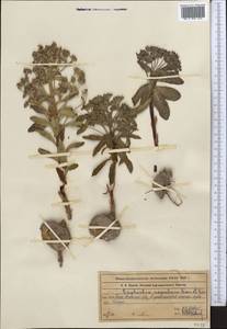 Euphorbia rapulum Kar. & Kir., Middle Asia, Northern & Central Tian Shan (M4) (Kazakhstan)
