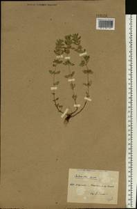 Clinopodium acinos (L.) Kuntze, Eastern Europe, North Ukrainian region (E11) (Ukraine)