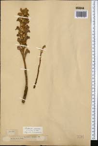 Orobanche amoena C.A. Mey., Middle Asia, Dzungarian Alatau & Tarbagatai (M5) (Kazakhstan)