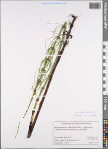 Equisetum fluviatile L., Eastern Europe, Central forest region (E5) (Russia)