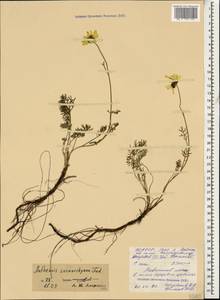 Archanthemis marschalliana subsp. sosnovskyana (Fed.) Lo Presti & Oberpr., Caucasus, North Ossetia, Ingushetia & Chechnya (K1c) (Russia)