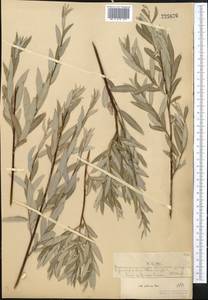 Salix rosmarinifolia L., Middle Asia, Muyunkumy, Balkhash & Betpak-Dala (M9) (Kazakhstan)