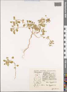 Chenopodium vulvaria L., Eastern Europe, Volga-Kama region (E7) (Russia)