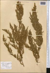 Artemisia scoparia Waldst. & Kit., Middle Asia, Pamir & Pamiro-Alai (M2) (Kyrgyzstan)