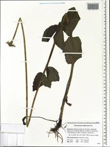 Doronicum altaicum Pall., Siberia, Baikal & Transbaikal region (S4) (Russia)