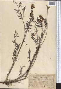 Hedysarum songoricum Bong., Middle Asia, Western Tian Shan & Karatau (M3) (Kazakhstan)