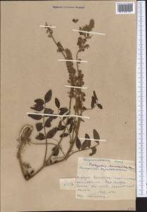 Onobrychis chorassanica Boiss., Middle Asia, Western Tian Shan & Karatau (M3) (Kyrgyzstan)