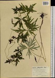 Aconitum ambiguum subsp. baicalense (Turcz. ex Rapaics) Vorosch., Siberia, Central Siberia (S3) (Russia)