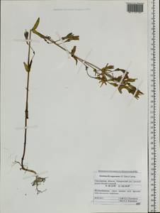 Gentianella sugawarae (H. Hara) S.K. Cherepanov, Siberia, Russian Far East (S6) (Russia)