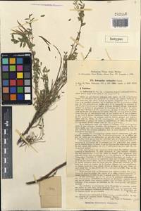 Astragalus variegatus Franch., Middle Asia, Western Tian Shan & Karatau (M3) (Uzbekistan)