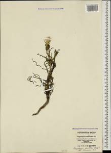 Tragopogon brevirostris DC., Caucasus, Black Sea Shore (from Novorossiysk to Adler) (K3) (Russia)