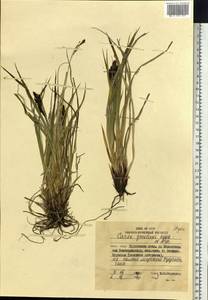 Carex gmelinii Hook. & Arn., Siberia, Russian Far East (S6) (Russia)