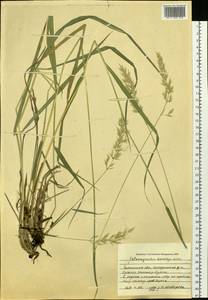 Calamagrostis korotkyi Litv., Siberia, Baikal & Transbaikal region (S4) (Russia)