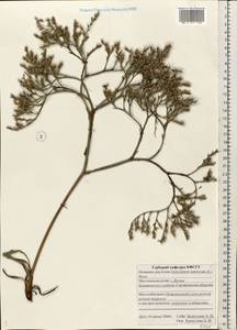 Goniolimon tataricum (L.) Boiss., Eastern Europe, Lower Volga region (E9) (Russia)