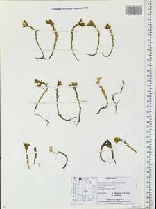 Sedum acre L., Eastern Europe, North-Western region (E2) (Russia)