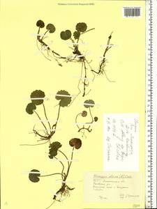 Homogyne alpina (L.) Cass., Eastern Europe, West Ukrainian region (E13) (Ukraine)