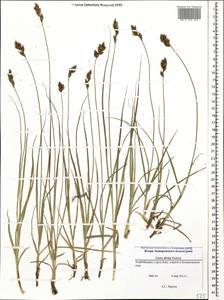 Carex divisa Huds., Caucasus, Azerbaijan (K6) (Azerbaijan)