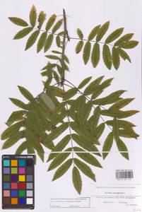 Sorbus aucuparia L., Eastern Europe, Moscow region (E4a) (Russia)