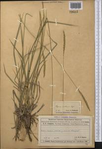 Leymus multicaulis (Kar. & Kir.) Tzvelev, Middle Asia, Muyunkumy, Balkhash & Betpak-Dala (M9) (Kazakhstan)