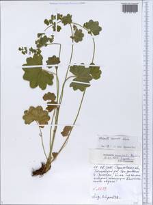 Alchemilla nemoralis Alechin, Eastern Europe, Lower Volga region (E9) (Russia)