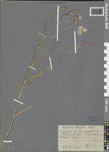 Dianthus chinensis L., Siberia, Baikal & Transbaikal region (S4) (Russia)