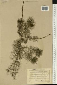 Myriophyllum verticillatum L., Eastern Europe, Belarus (E3a) (Belarus)