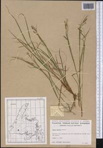 Carex debilis Michx., America (AMER) (Canada)